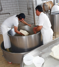 people cutting and putting out from pot curdled mozzarella cheese